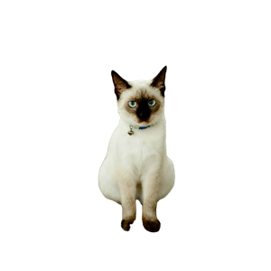 A Serene Siamese Cat With Striking Blue Eyes Sits Calmly On A Concrete Path Outdoors. 13249 - Cat PNG image with transparent background
